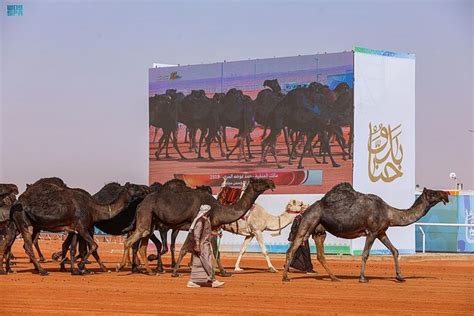 camel festival riyadh 2024